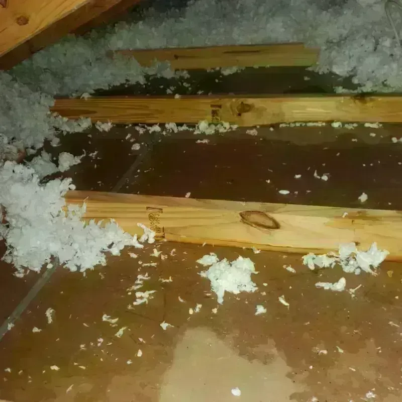 Attic Water Damage in Dade City North, FL