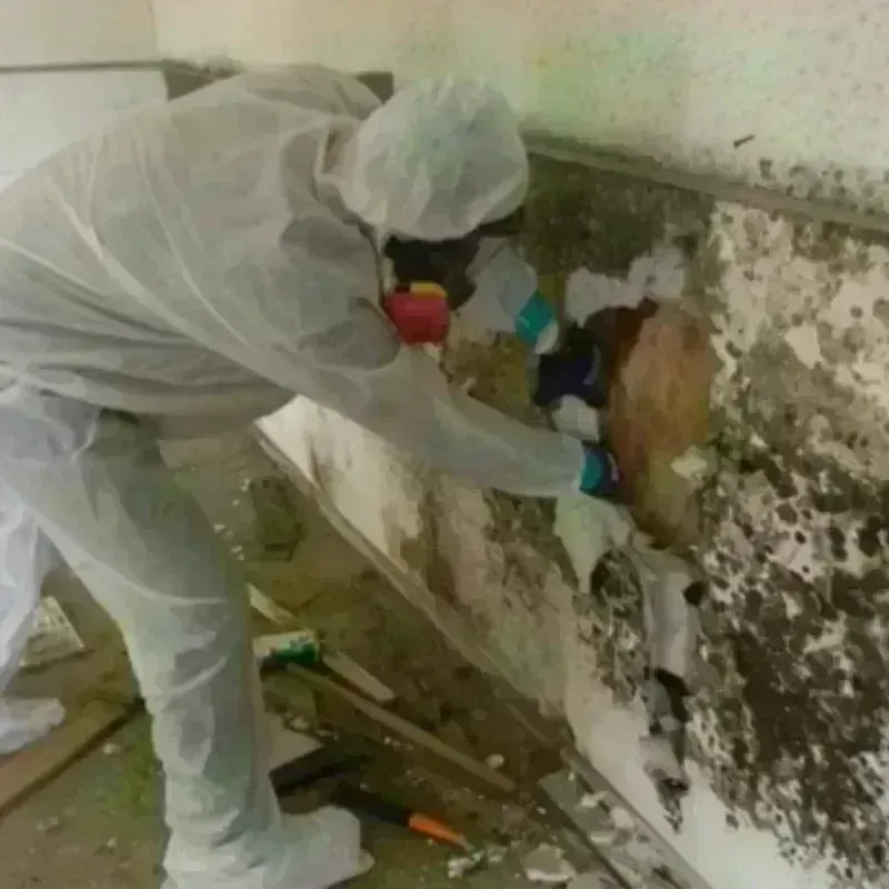 Mold Remediation and Removal in Dade City North, FL